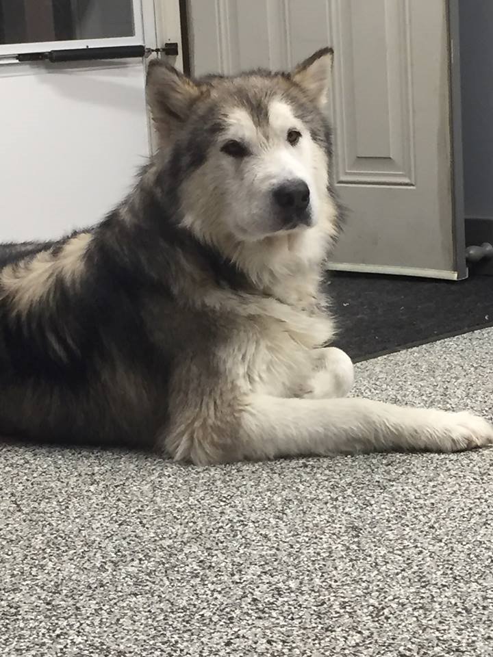 JosephsLegacy's tweet photo. @MiddletownUSA he's still missing :-( good Samaritans have tried to help scared him awaycall as soon Last spotted off Dickey (937) 572-2974 https://t.co/I0KyUdVVGl