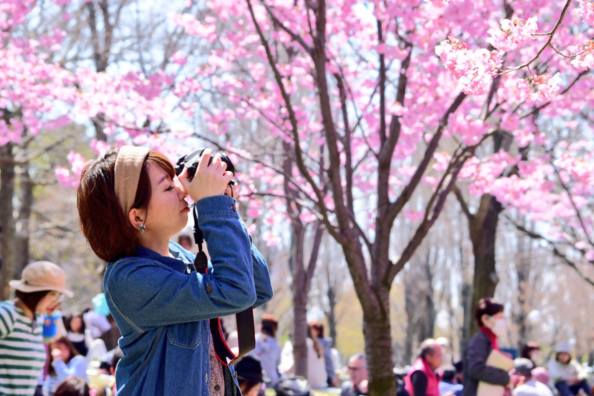 Anne_onstage's tweet photo. 今年も桜と戯れて
念願のポトレ撮らせてもらった🙌🏻😆💓

#さくら #目白 #桜ポートレート 
#ファインダー越しのわたしの世界 
#写真好きな人と繋がりたい 
#ポートレート

model: @4iROHA https://t.co/aOSeSAC0Ac