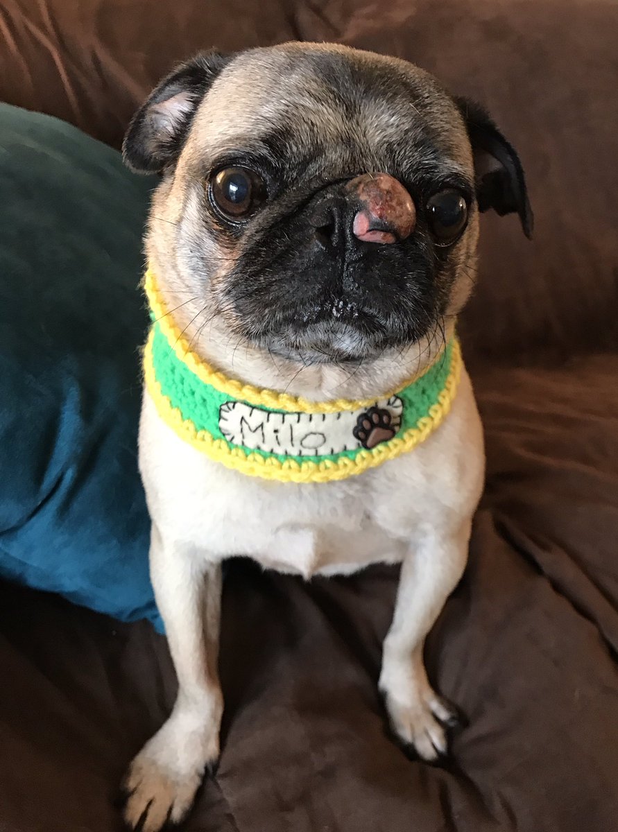 vinnie_the_pug's tweet photo. Thank you for my personalized scarf Arf Scarf 💗. I love it!!! 😘😘😘, Milo #hospicefoster #ThePittsburghGrumble https://t.co/DJ7YvvyQ2B