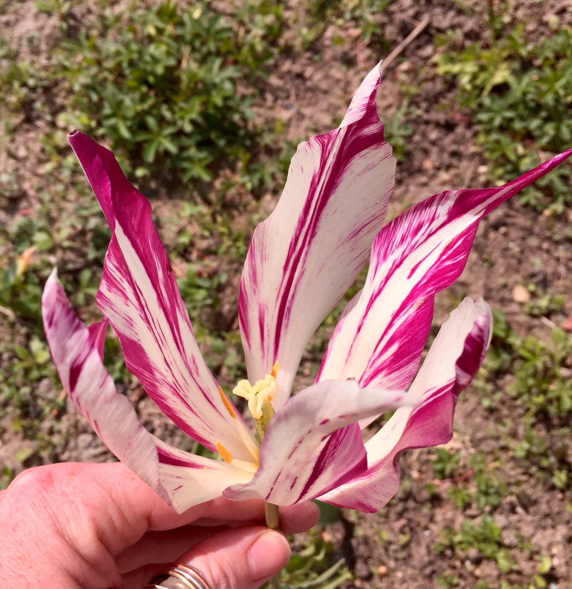 #floweroftheday This tulip has it all going on: colour, texture and style! <a href="/TenterdenTown/">My Tenterden</a> @visitashtent