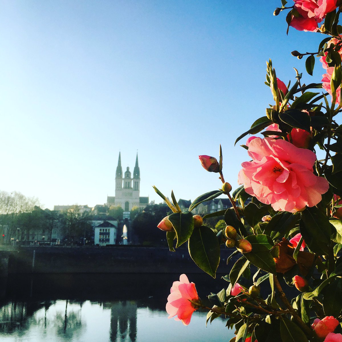 lpoucan's tweet photo. #flowfleurs2017 #battleflowers #Angers 🌸 https://t.co/T9vz2P0RbM