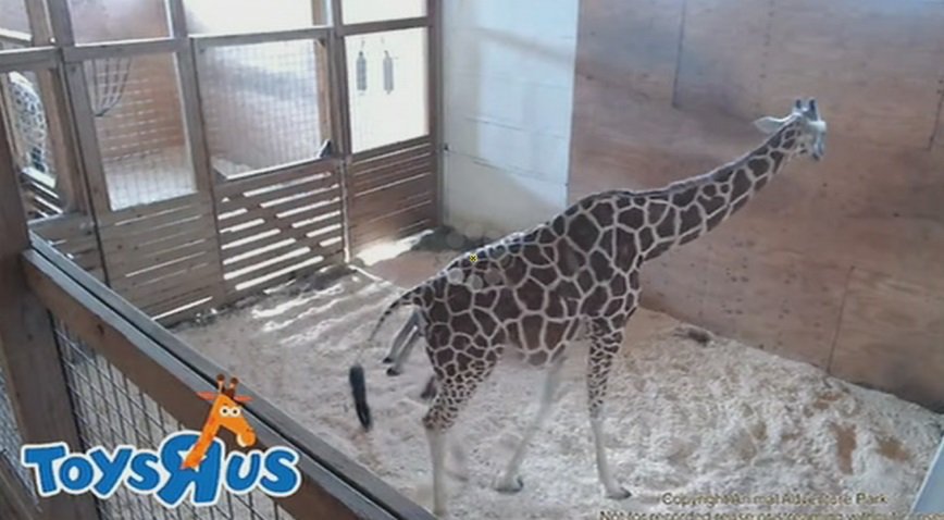 LIVESTREAM:  After months of anticipation, #AprilTheGiraffe is finally giving birth bit.ly/2oByL2l https://t.co/WlkfzNH4dP
