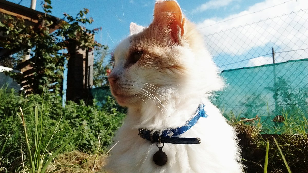 gusu74's tweet photo. Jugando a ser #fotografo de "gatos" @TapasDeCiencia Modelo: #Maiada https://t.co/WGcHMQ0s3d