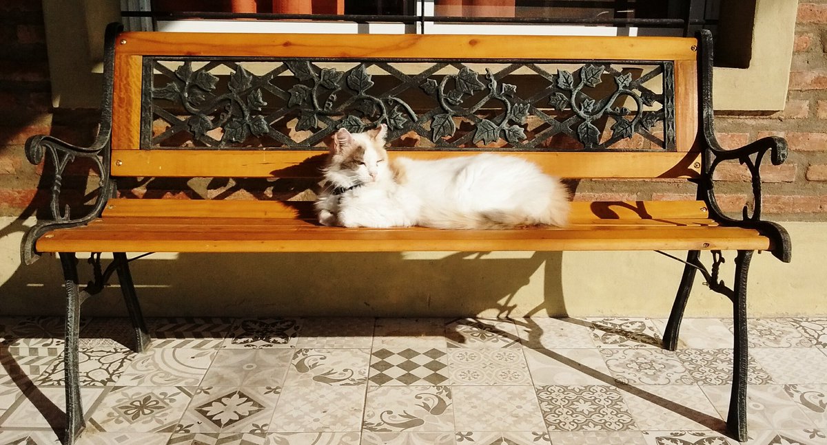 gusu74's tweet photo. Jugando a ser #fotografo de "gatos" @TapasDeCiencia Modelo: #Maiada https://t.co/WGcHMQ0s3d