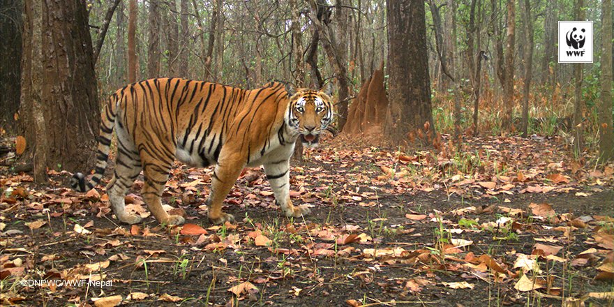 #DYK Nepal is working towards zero trade of tigers &amp; its byproducts by working with local communities and agencies? pand.as/insidethehimal…