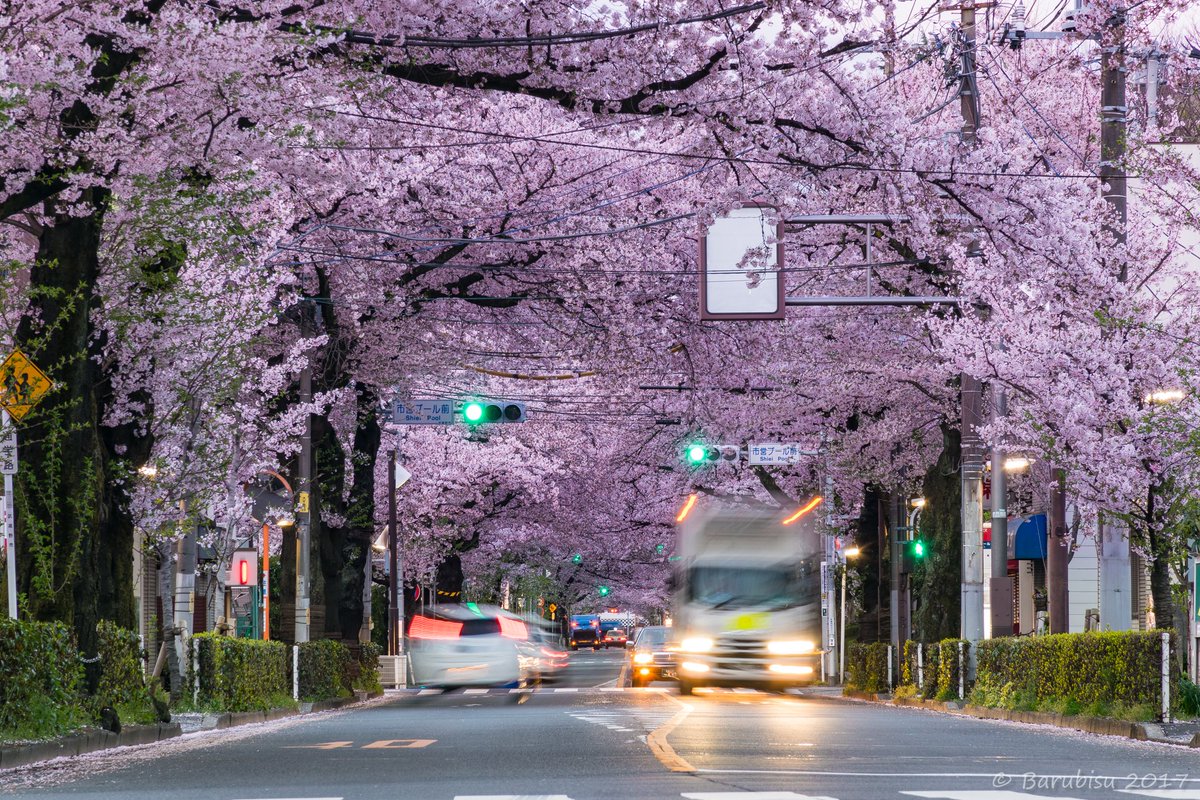 Barubisu's tweet photo. 何気ない普通な場所に桜が咲いている。
それだけで素敵な光景に見える気がして…。そんな場所を撮るのが面白いと思って撮った今年の桜活です。 https://t.co/D8hGWJ1eZ7