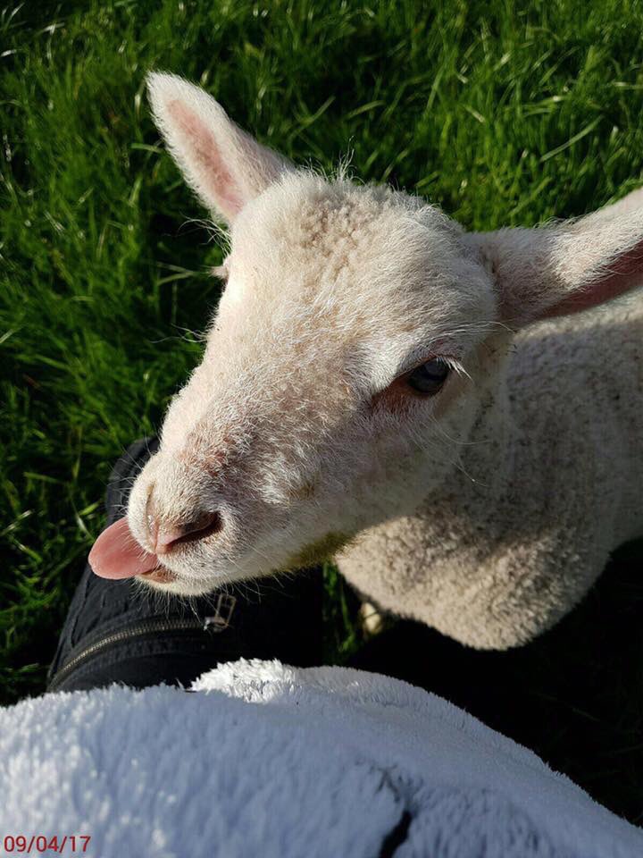 Who else has this look on their face as they think about their first beer this Easter weekend??? 😋🍺
One of Farmageddon's own lambs here!