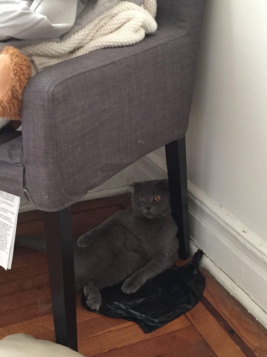 Serenity Discko tweet media