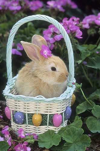 Wish you all Happy Easter! 
    🐇💙🐇💚🐇💜🐇💛