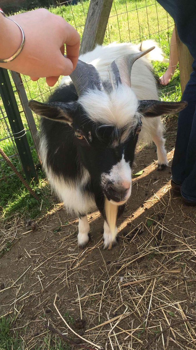 FarmTrue's tweet photo. Excited that sweet Caleb will be a new friend at the barn! #calebtruehartstable https://t.co/NpNd9NrynZ