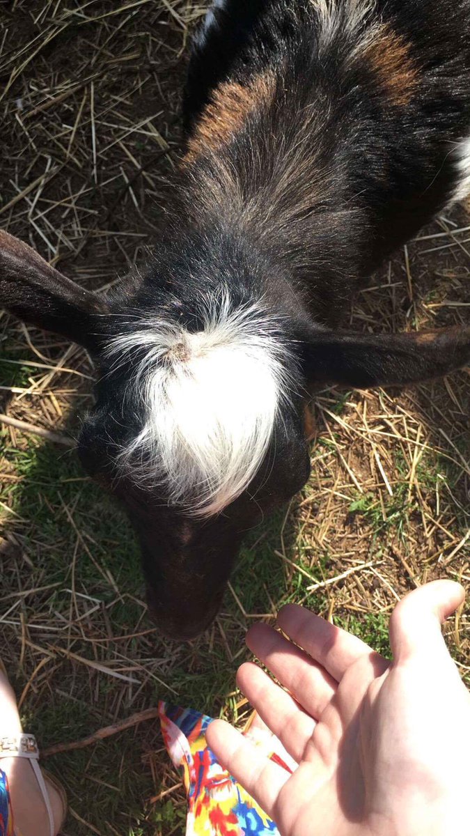FarmTrue's tweet photo. Joseph the goat will be joking Caleb down on the farm soon! He looks like he is wearing a toupee!#josephthegoat https://t.co/X4EF2DuG78