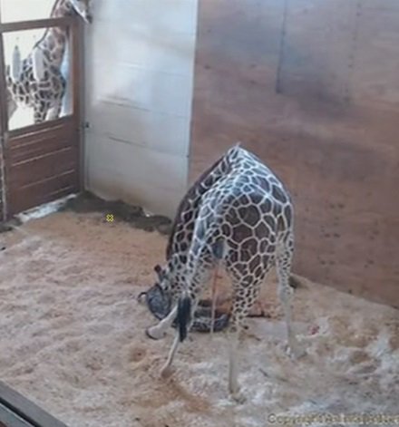 #AprilTheGiraffe's baby is born bit.ly/2pD2JAQ https://t.co/4KMuNuToPg
