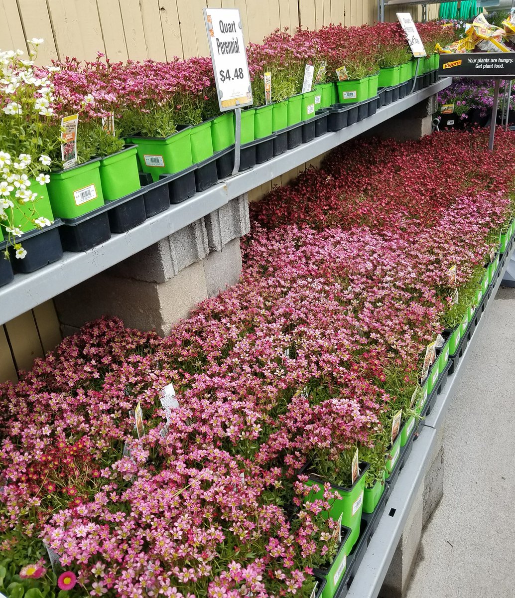 Fabulous flowers <a href="/HomeDepot/">The Home Depot</a> 906 Watchung. Perennials showing happy faces to happy shoppers! #Perennials  <a href="/ChristineTHD/">Christine Sweeney</a> <a href="/nyyroro/">Ro Rodriguez</a> <a href="/dor7ioan/">Dorel_HD_dist57</a>