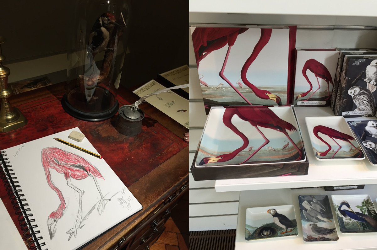 One of our visitors has left this wonderful drawing in the Aubudon sketch book today. We also stock Audubon's Flamingo in our @VGMShop