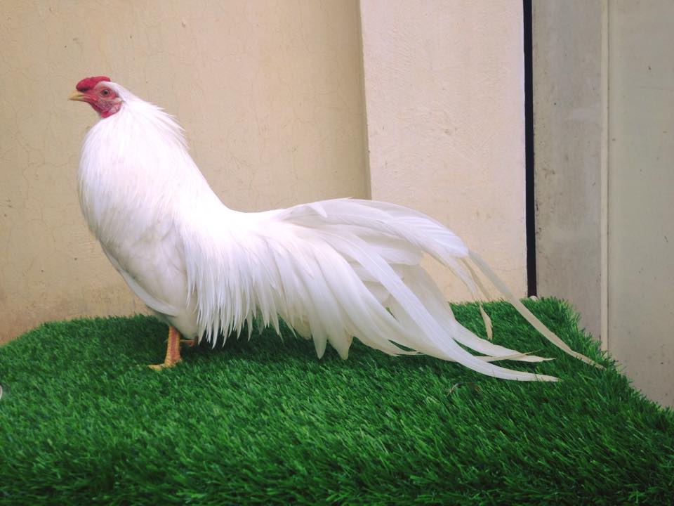 Anh em nào muốn mua gà tre chiến liên hệ em nhé : bangada.info/mua-ban-ga-tre/