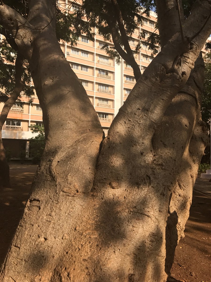 The baobab tree we (TIFR kids) spent our childhood on! Native to Madagascar, brought here by the Portuguese. Can live upto 3000 yrs.