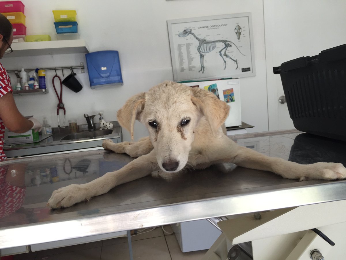 yesilisyan's tweet photo. Öldüresiye dövülen ve felç olan 10 aylık köpek Leyla, sevgi dolu kalıcı bir yuva arıyor. https://t.co/eF6LTEVXwy https://t.co/9EovOktm4H
