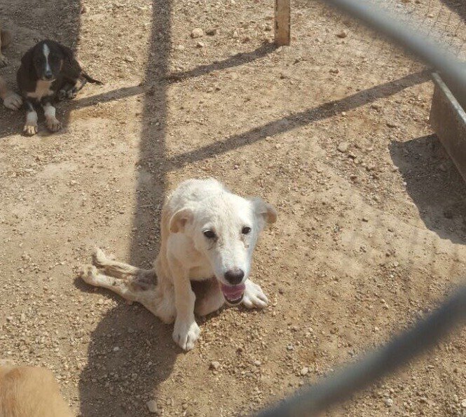 yesilisyan's tweet photo. Öldüresiye dövülen ve felç olan 10 aylık köpek Leyla, sevgi dolu kalıcı bir yuva arıyor. https://t.co/eF6LTEVXwy https://t.co/9EovOktm4H
