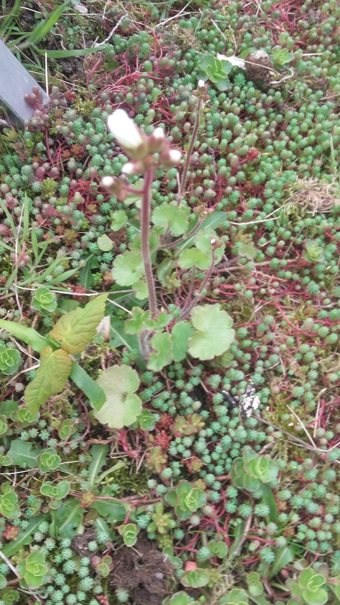 Leuk "onkruid" Knolsteenbreek (saxifraga granulata) op #groendak Amersfoort @OpSteenbreek <a href="/gewildgroei/">gewildgroei</a>