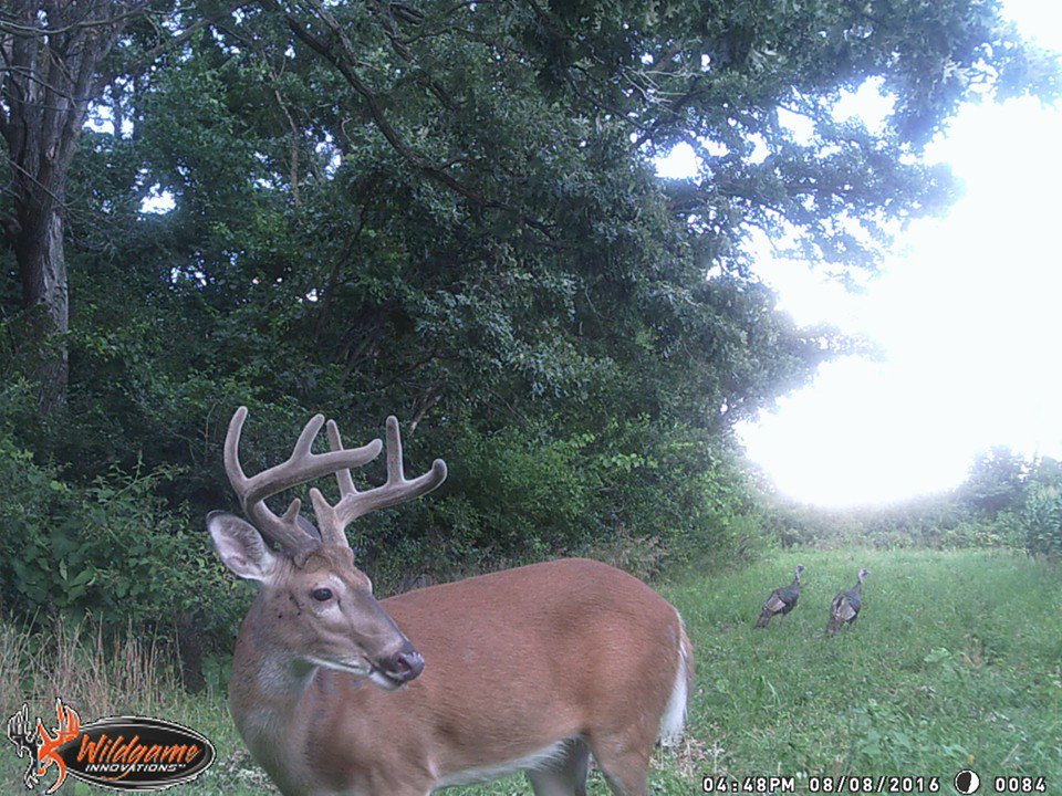 WGInnovations's tweet photo. Retweet if you are ready for velvet bucks! #WildgameInnovations https://t.co/DJ5E0sphMH