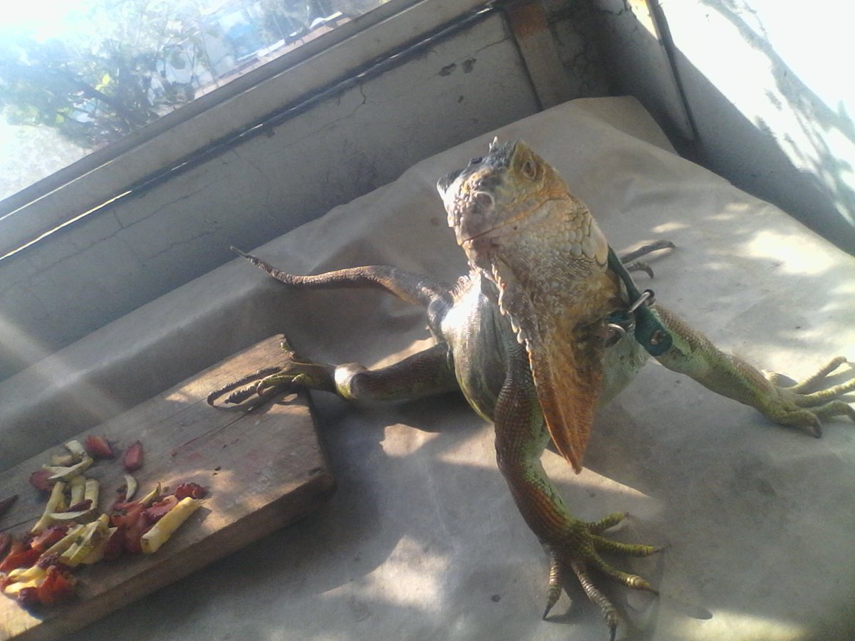 zussiEmonstEr's tweet photo. D'Artagnan les puede dar clases de como ser sensual

Y es que quienes conocen a mi iguana sabrán que siempre parece posar, más ante cámaras https://t.co/KfErV09Ksv