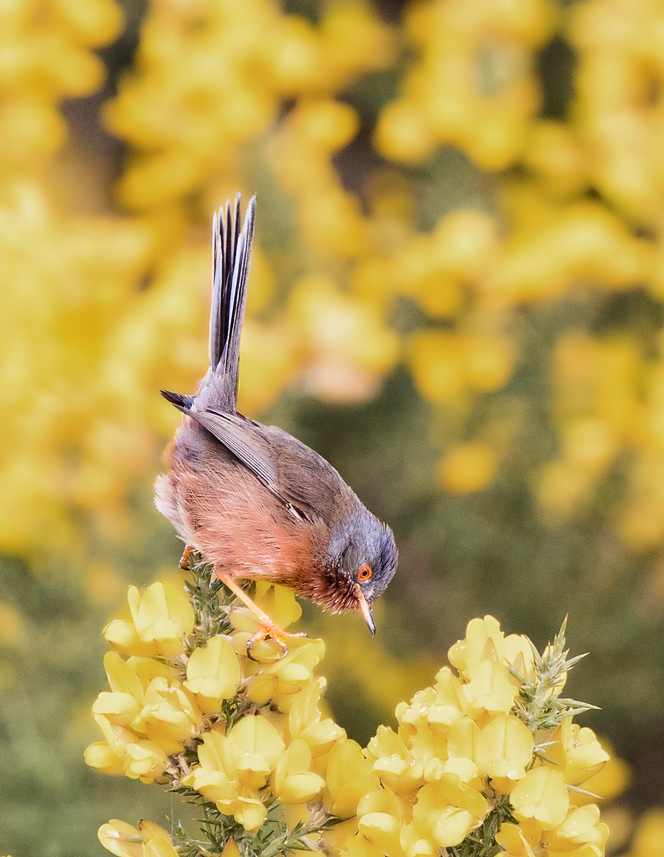 thebluebirder's tweet photo. Watford Dabbler on Kelling Heath this morning #dartfordwarbler https://t.co/DRfg0FaVNw