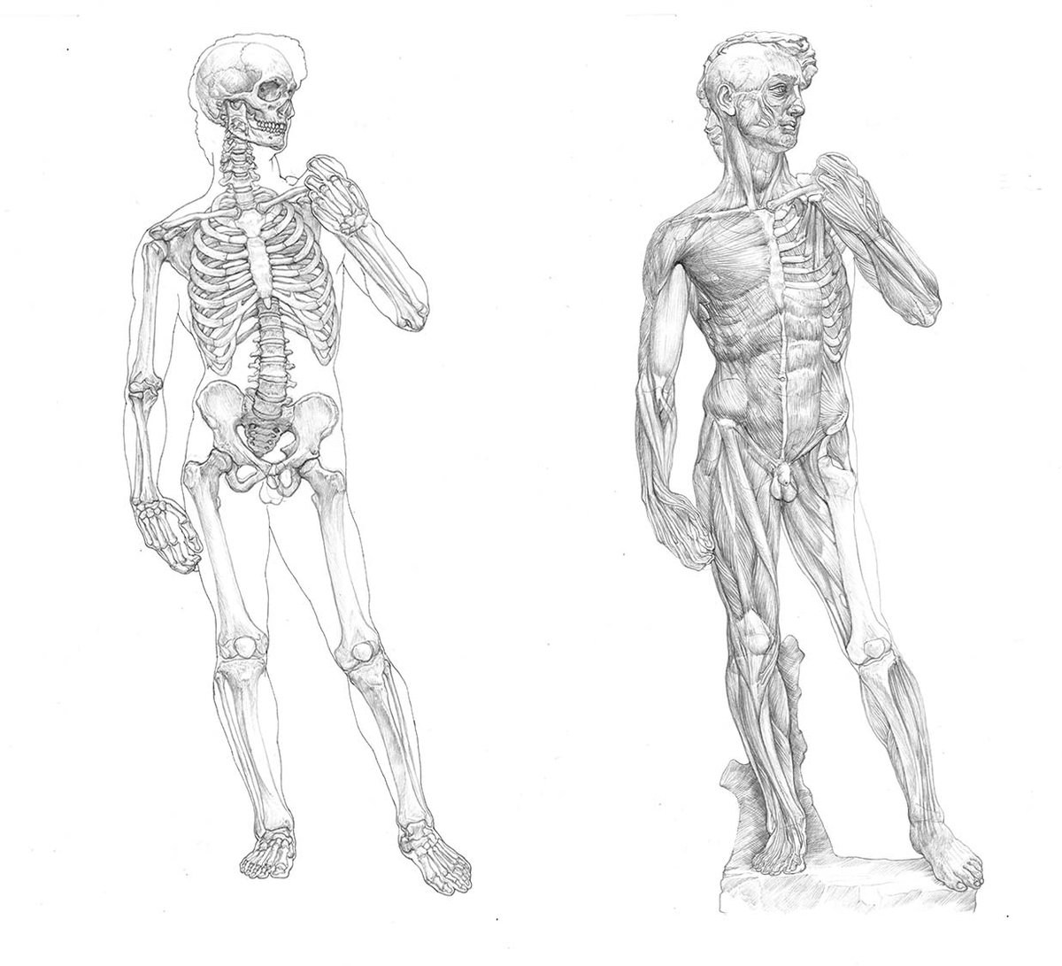 小田 隆 Oda Takashi ダビデ像の骨格図と筋肉図 現時点で納得のできる完成度のものができた 骨格図をペン画で仕上げるかどうか迷うところ T Co 285ggixhse Twitter