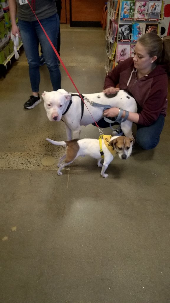 PetSmart #2392 tweet media