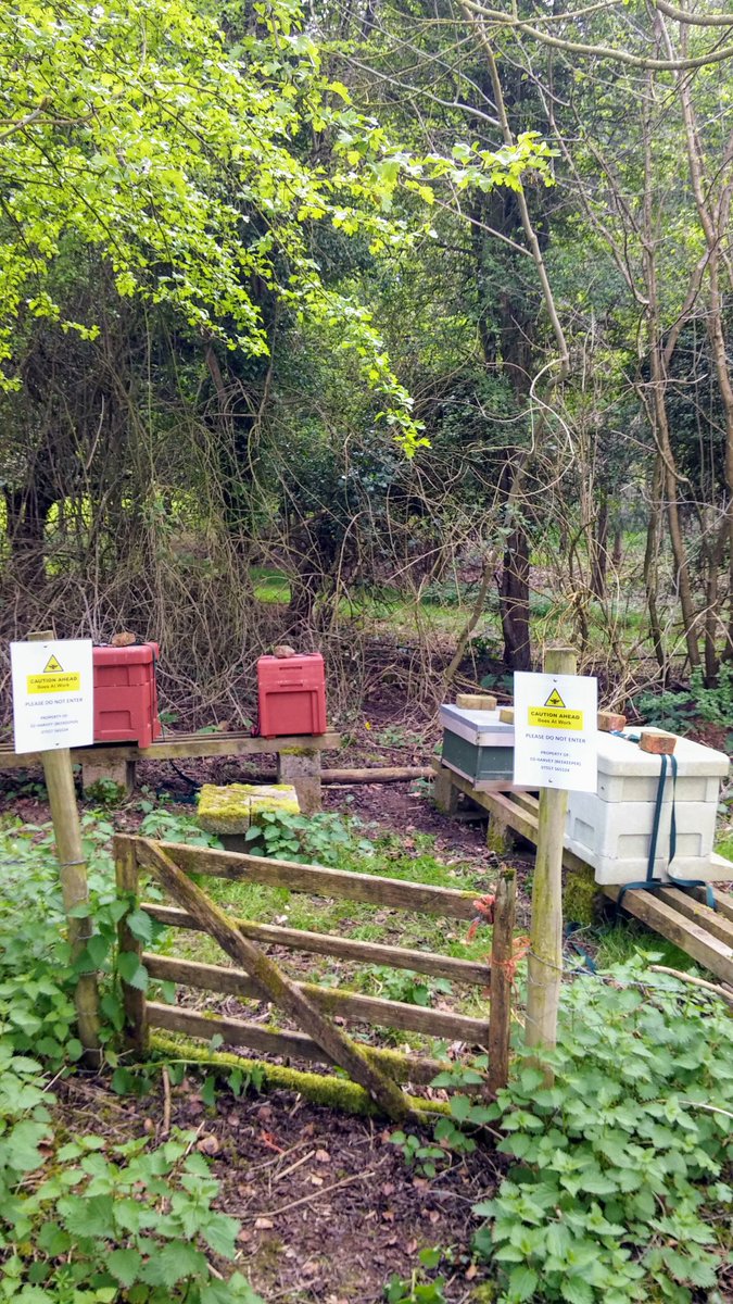 BeeYummyHoney's tweet image. Quick check on the bees in their new site. New #BeesAtWork signs up, supers being filled and more needed. Bring on some warm weather please!