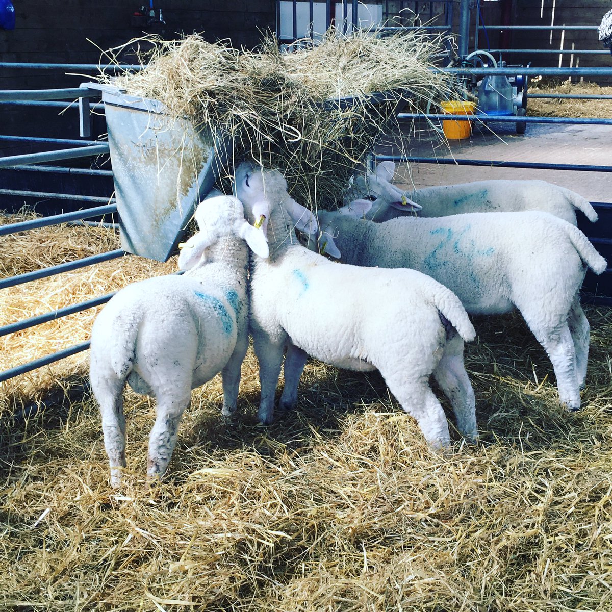 Fay_Powell09's tweet photo. Court Farm #Banwell #NorthSomerset ❤ this place #spring #2017 https://t.co/L6t0SSUkSO