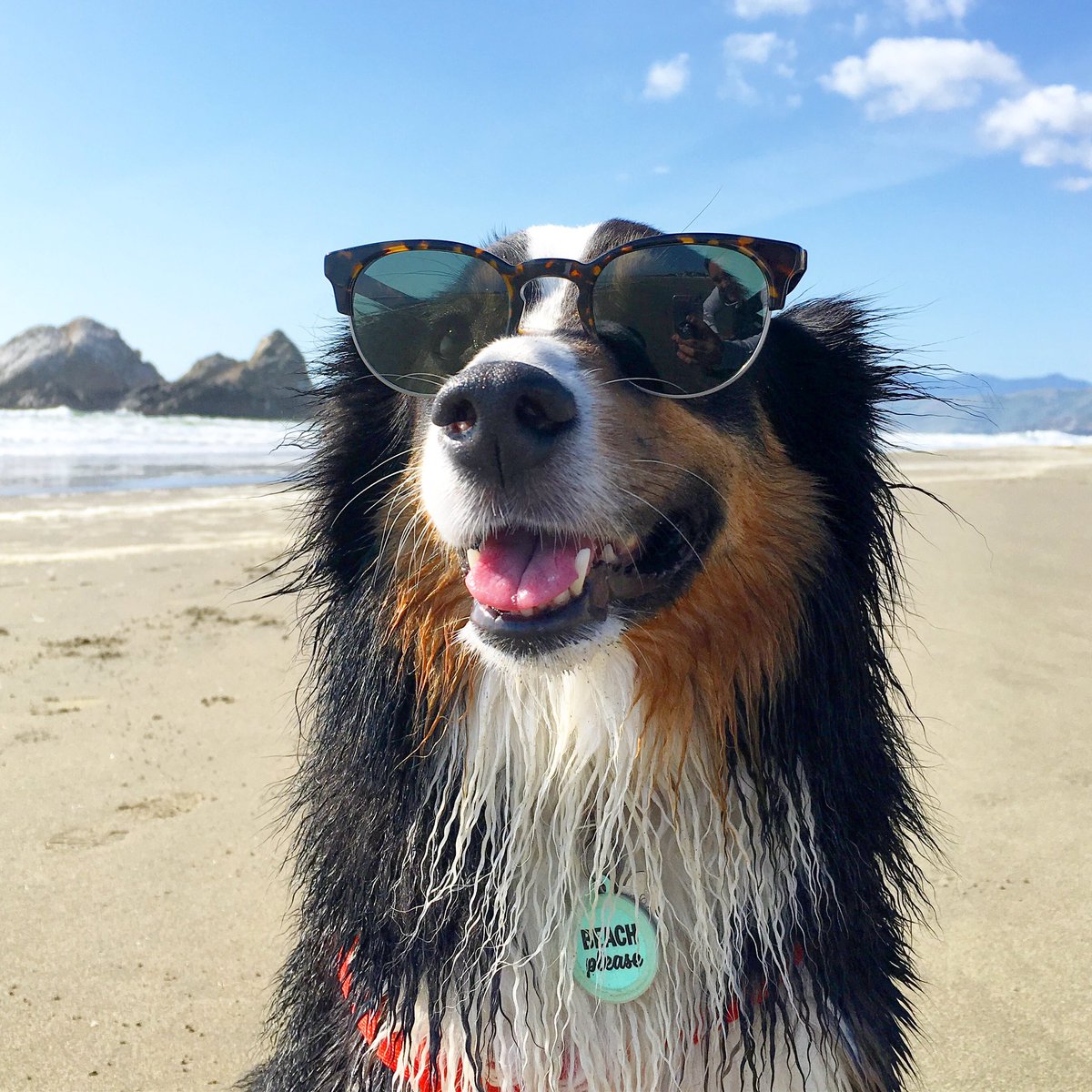 LillytheAussie's tweet photo. Spring break with Lilly 😎 #dogsoftwitter #warbyparker @buybadtags @WarbyParker #SanFrancisco https://t.co/5WoSNyODhq