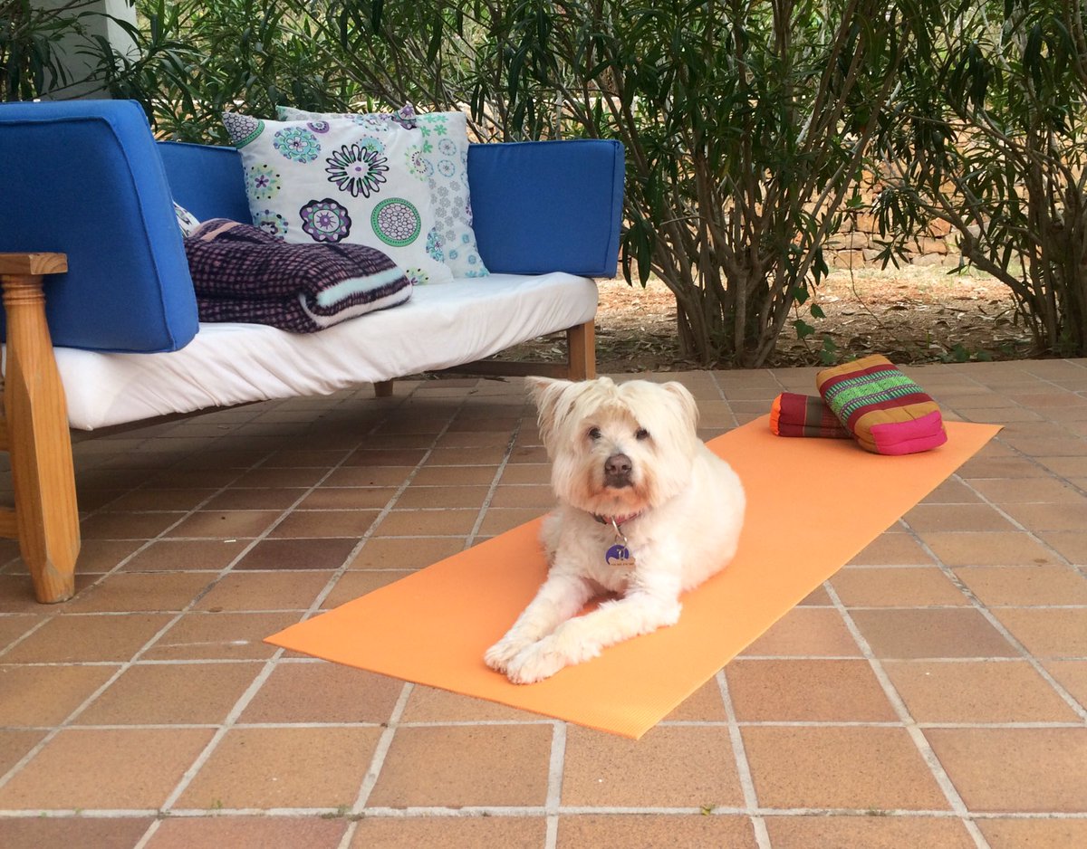traceyfenner's tweet photo. Molly was so ready for her meditation this morning ❤ first on the mat! #morningmeditation #onthemat #selfcare #innersanctuaries #livefully https://t.co/H7zPC1yalb