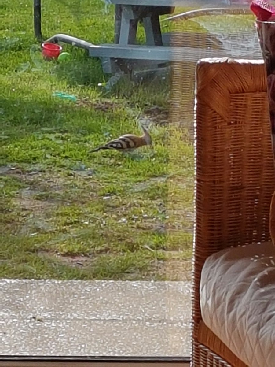 Rickjon874's tweet photo. @Hoopoesuk we had a hoopoe in our back garden on the coast in north norfolk this morning, https://t.co/2xX20bwQD9