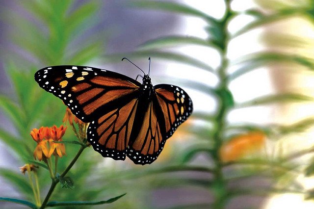 OneGreenPlanet's tweet photo. 8 Ways You Can Help Save Monarch Butterflies
https://t.co/fVxh6CgLES
#Animals #Biodiversity https://t.co/UUiI7NOUOU