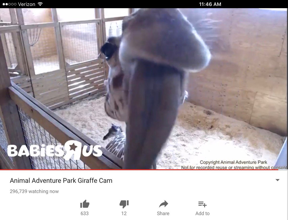 silverfern's tweet image. #AprilTheGiraffe says "take that!" to the haters who said she lied about pregnancy! 😂@AnmlAdvntrPark FB pics here: tinyurl.com/ms472c4