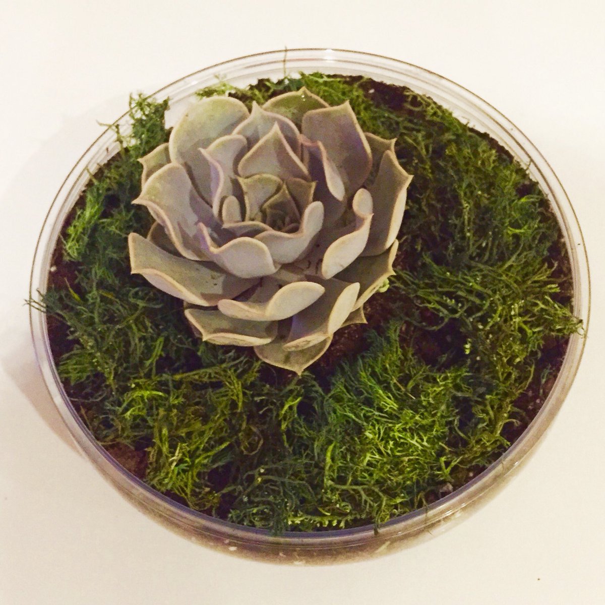 spacelogixca's tweet photo. What's blooming in your life today?
#terrarium #blooming #madewithlove #Toronto https://t.co/fMWQJEHhRp