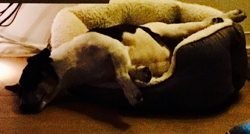 F_ckBadNews's tweet photo. After a perfect knee surgery 👌🏼, now the most relaxed dog ever😍 #dog #lazydog https://t.co/HxgwJREyk2