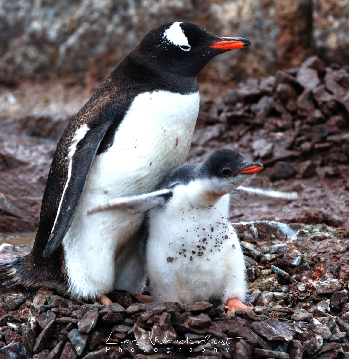 LarsWanderlust's tweet photo. I believe I can fly... I believe I can touch the sky... #penguin #dugling #antartica #motherandchild https://t.co/nlQpPtSmG7