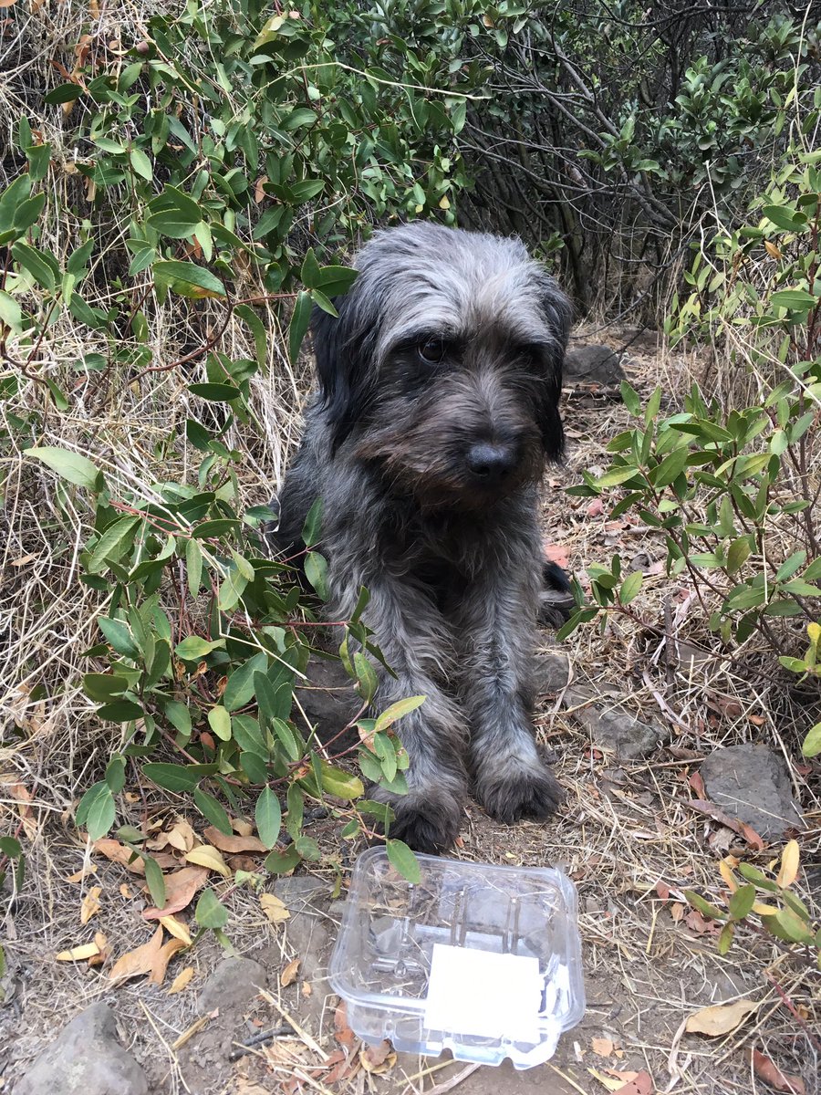 andrearj05's tweet photo. Este perrito está en cerro panul si alguien lo extravío difundir por favor es macho y está muy asustado 😢😢 https://t.co/rcvofGJlig