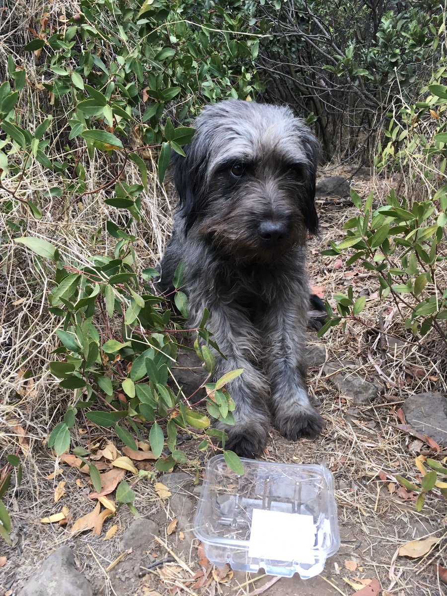 andrearj05's tweet photo. Este perrito está en cerro panul si alguien lo extravío difundir por favor es macho y está muy asustado 😢😢 https://t.co/rcvofGJlig