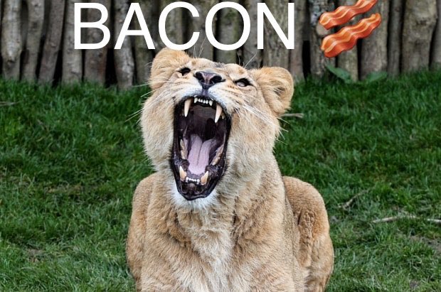4AllSoulKind's tweet photo. @Jamesfl48101591 @Kimmie091577 @Het32000 @KrisK75USMC @JamesWCannonIII @Norman_Outdoors @waterstatues @Real_AngelaC @David70BuickGSX @thro_e @Rvndave @hofling_de @jeremygibson54 @58Nodoubt @Cindylevy444 @BrandtTrey @JohnTrump20 @GA_Peach1776 @Chief_Medic @LRbullies @DetonicsMKV @BrotherVet @NRA No cake #BaconCat https://t.co/DLBbFvjpP1