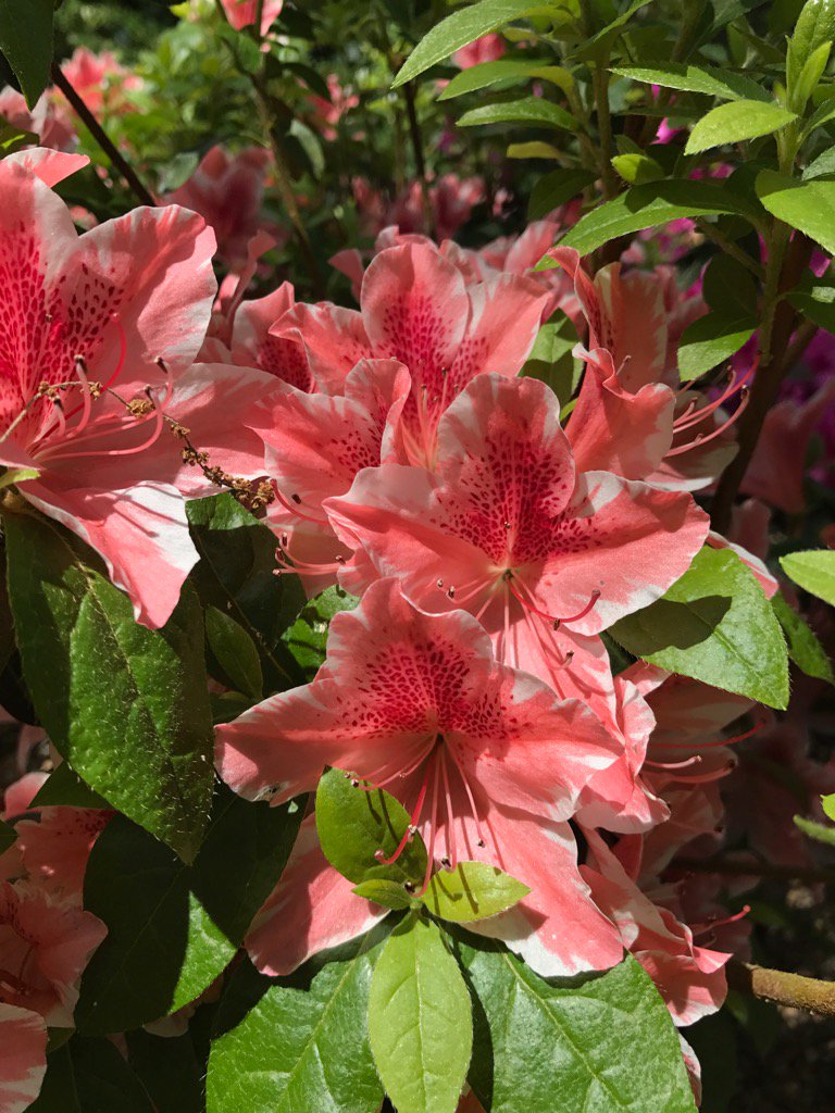 themowingmen's tweet photo. Come on down and check out our new azaleas @hocotts #picsfrommygarden #BenMorrison https://t.co/5DXsOeed4X