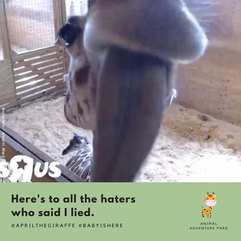 silverfern's tweet image. Here's to all the haters who said I lied. #AprilTheGiraffe @AnmlAdvntrPark Congratulations! @AprilTheGiraffe