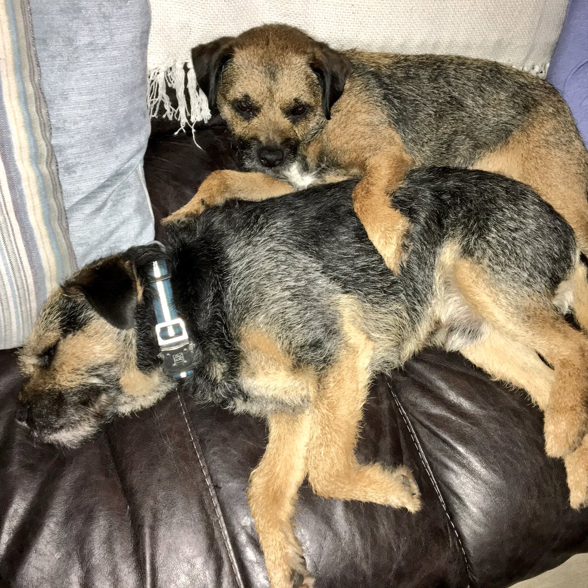 RubyTuesdayBT's tweet image. Happy birthday to the best big brother in the world, ever ever ever. You're the greatest, Chaz! Now gimme that toy!