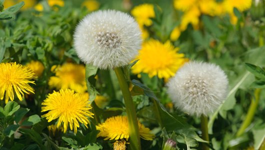 mowpart's tweet image. Are #dandelions a problem in your yard? Check out some tips and best practices from @ScottsLawnCare ow.ly/Ywi730aSyvi #Lawncare