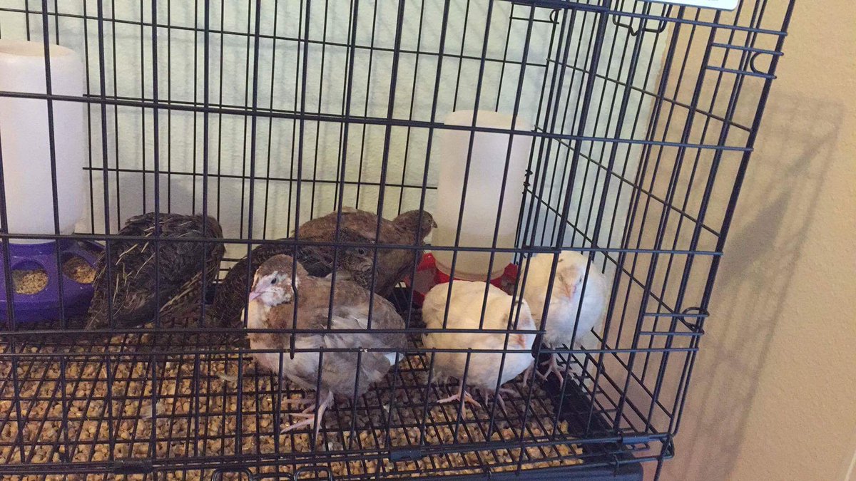 StevieRaeCausey's tweet photo. 4 weeks old and someone is crowing! Haven't seen who. #quaillife #quailoftwitter https://t.co/8R58yhq2lu