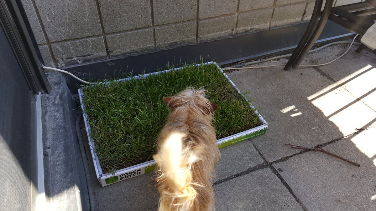 Torontonicity's tweet photo. Cronus, a Chorkie, doesn't have to go outside in the rain. He can use his new #PoochPatch : https://t.co/JAGU1ZVXSa #grass #dogs #pets https://t.co/PbTylHjH3m