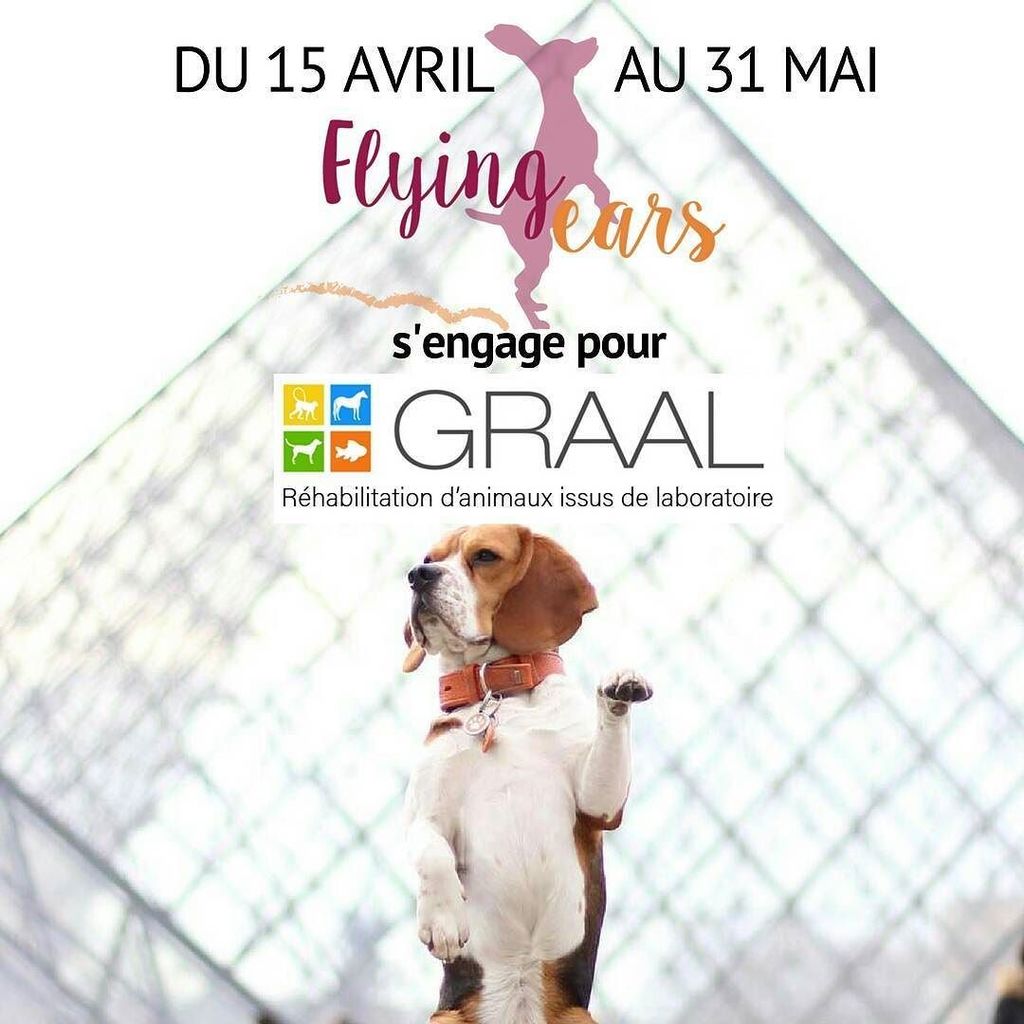 😆🎉Du 15 avril au 31 mai: @flying_ears reverse tous ses bénéfices au GRAAL. flying-ears.com ---------------… ift.tt/2oyvRtH