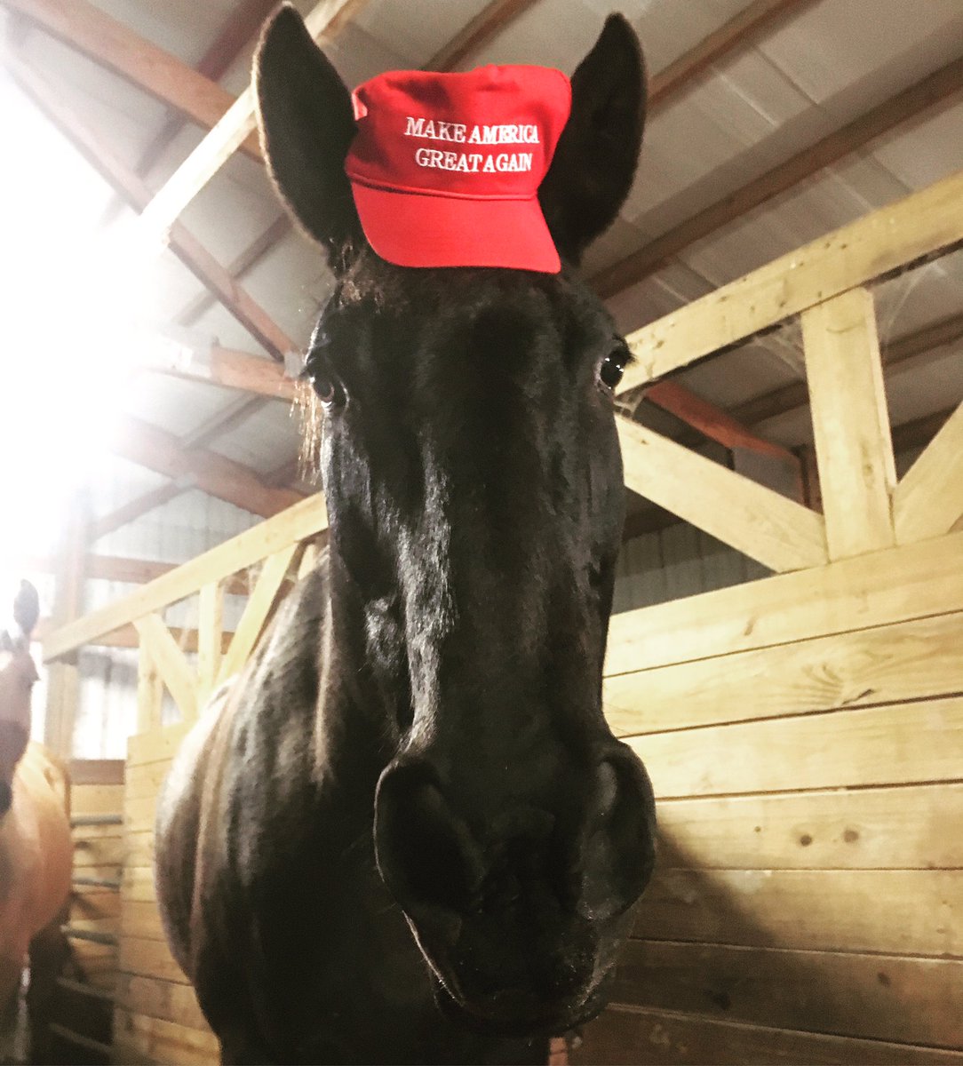 @POTUS my #retiredpolicehorse and I support you! #MAGA #proudamerican