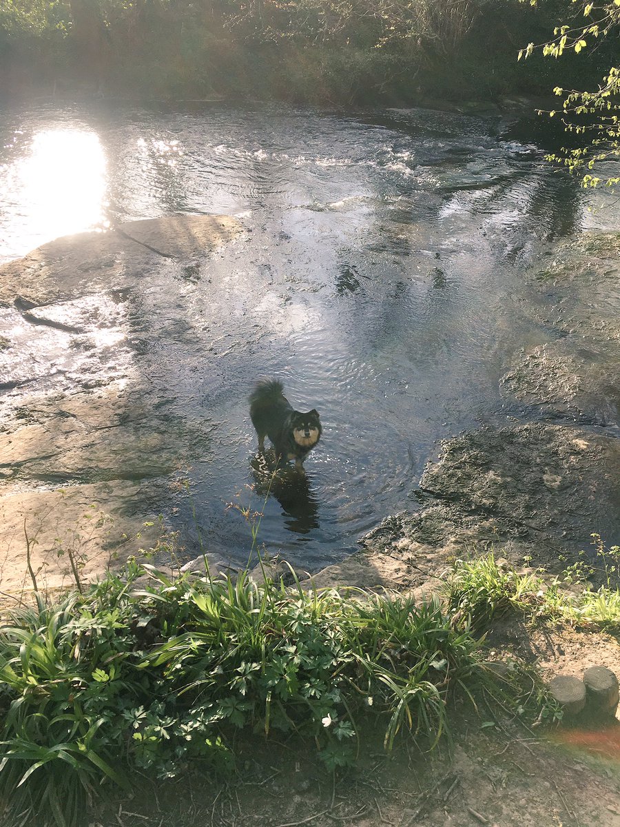 Having fun <a href="/PlesseyTrailNE/">PlesseyWoodsArtTrail</a> in <a href="/N_landCouncil/">Northumberland County Council</a> #dogsoftwitter #lapphund #finnishlapphund #cute #wet #funinthesun